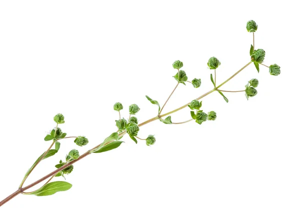 Branch with buds of fresh marjoram herb isolated — Stock Photo, Image