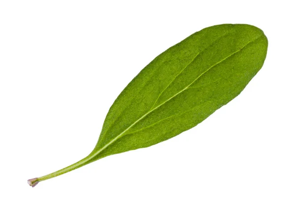Folha única de erva de manjerona fresca isolada — Fotografia de Stock