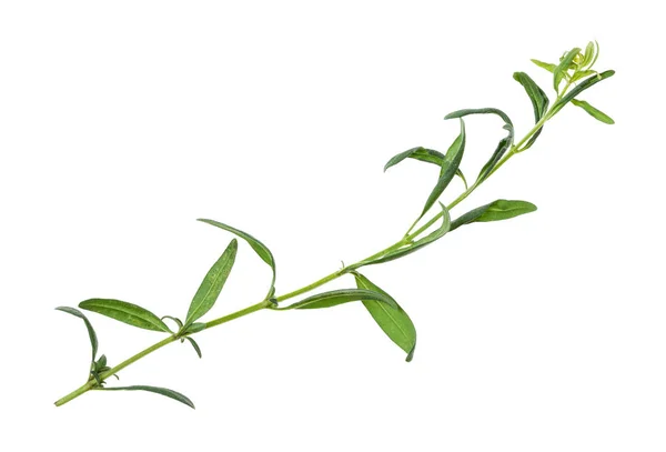 Odizolowane zioła świeżego hizopu (hizopu) — Zdjęcie stockowe