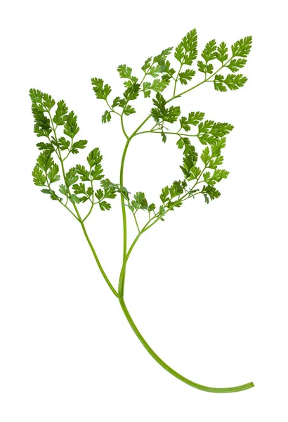 Shoot of fresh Chervil herb isolated — Stock Photo, Image