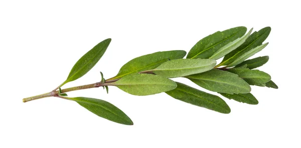 Listy čerstvé byliny hyssop (hyssopus) izolované — Stock fotografie