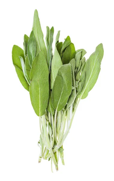 Пучок свежей шалфея (salvia officinalis) изолирован — стоковое фото