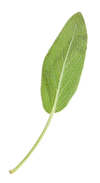 Parte traseira da folha verde de erva de sálvia isolada — Fotografia de Stock