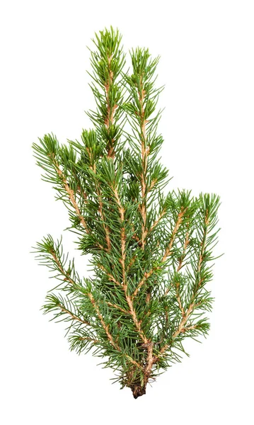Branches of natural spruce isolated on white — Stock Image Branches of natural spruce isolated on white Stock Picture