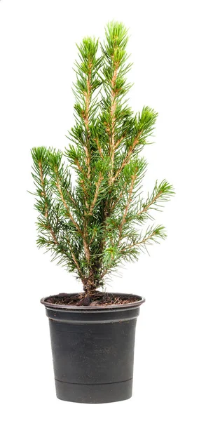 Little green spruce in pot isolated on white — Stock Image Little green spruce in pot isolated on white Stock Photo