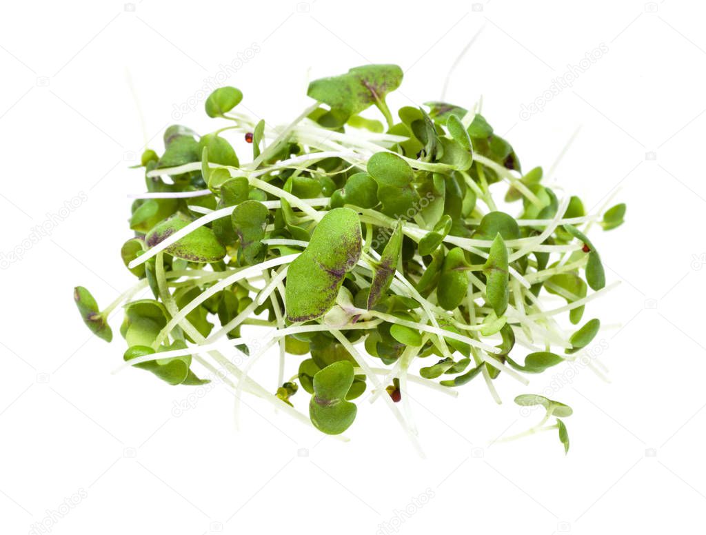 pile from twigs of fresh mustard cress isolated