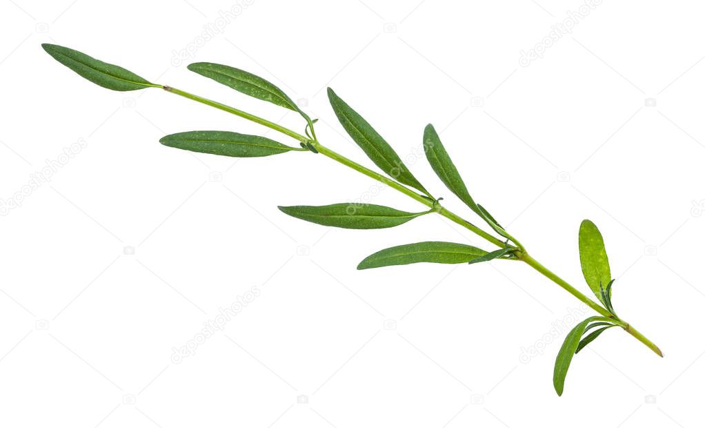twig of fresh hyssop (hyssopus) herb isolated