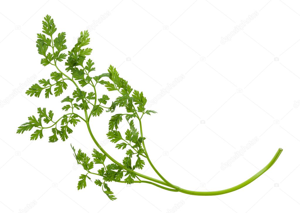 twig of fresh Chervil herb isolated