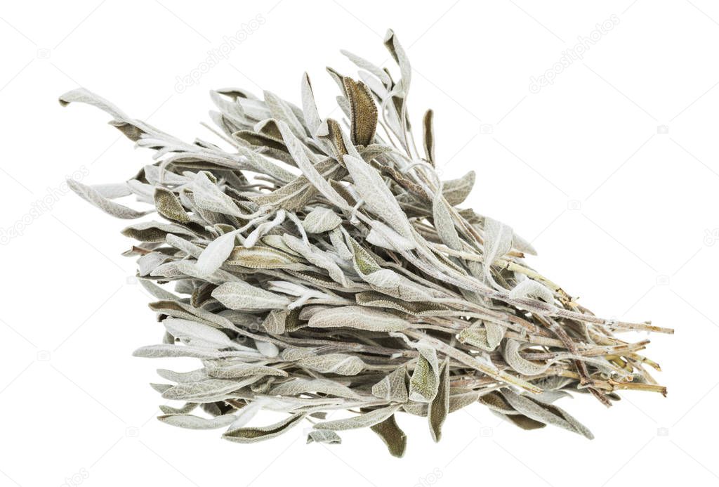 bundle of dried sage (salvia officinalis) herb