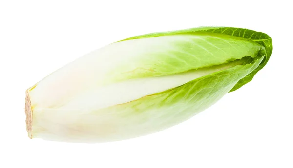 Escarola belga fresca madura (achicoria blanca) aislada —  Fotos de Stock