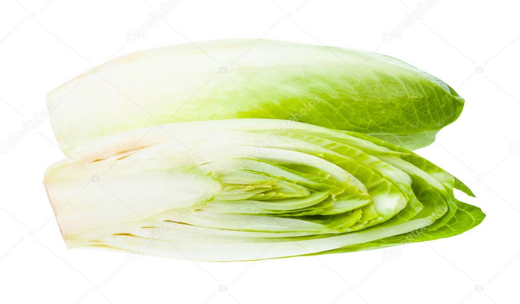 cut Belgian endive (white Common chicory) isolated