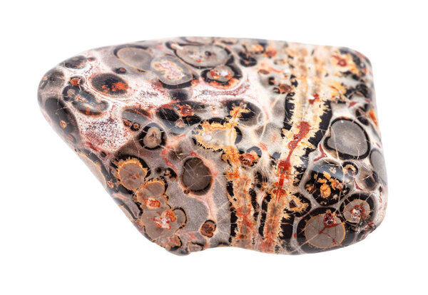 tumbled Leopard skin jasper gemstone isolated