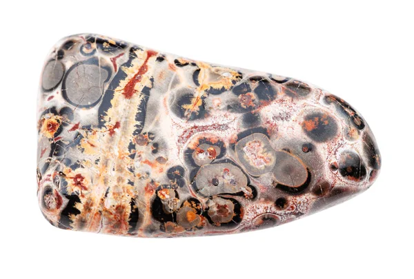 Piedra de jaspe de piel de leopardo pulida aislada —  Fotos de Stock