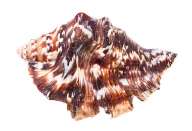 Koyu kahverengi kabuklu muricidae yumuşakçaları beyaz arkaplanda izole edilmiş.