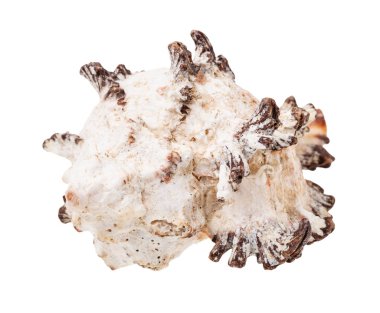 Beyaz arka planda izole edilmiş kaya salyangozu kabuğu