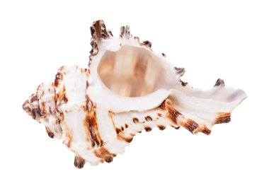 boş kahverengi çizgili kabuklu muricidae yumuşakçaları beyaz arkaplanda izole edilmiş.