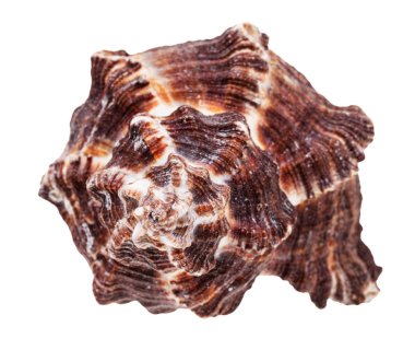 Beyaz arka planda izole edilmiş koyu kahverengi yumuşakça sarmaşık kabuğu