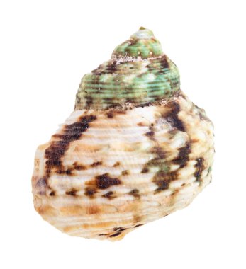 Beyaz zemin üzerinde yeşil ve kahverengi benekli yumuşakça kabuğu izole
