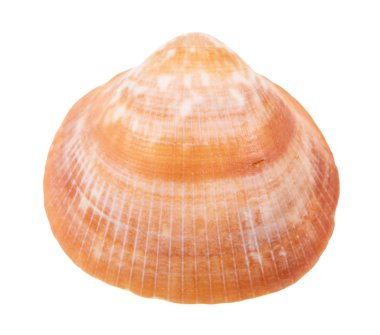 Beyaz arka planda izole edilmiş turuncu kahverengi deniz kabuğu.