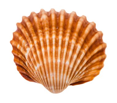 old brown shell of cockle isolated on white background clipart