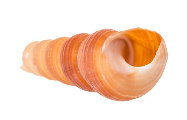 Beyaz arkaplanda izole edilmiş kulenin boş kabuğu