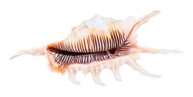 Beyaz arkaplanda izole edilmiş murex salyangozu boş kabuğu