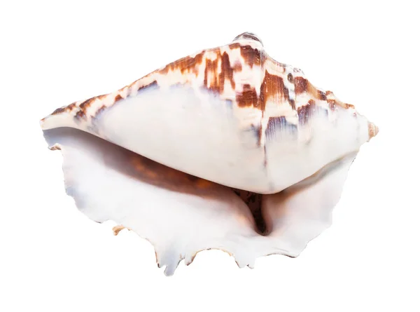 Coquille Vide Mollusques Muricidés Brun Foncé Isolés Sur Fond Blanc — Photo