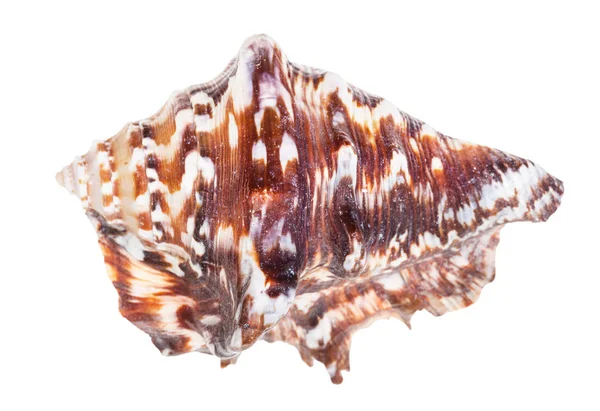 Conchiglia Marrone Scuro Mollusco Muricidae Isolato Sfondo Bianco — Foto Stock