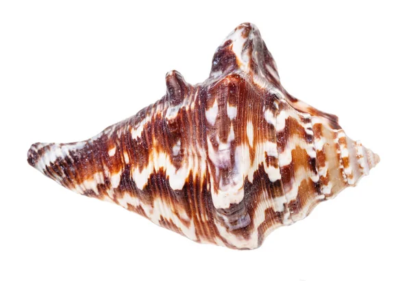 Coquille Brun Foncé Mollusques Muricidés Isolés Sur Fond Blanc — Photo