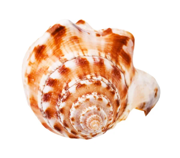 Helix Shell Mořského Měkkýše Izolované Bílém Pozadí — Stock fotografie