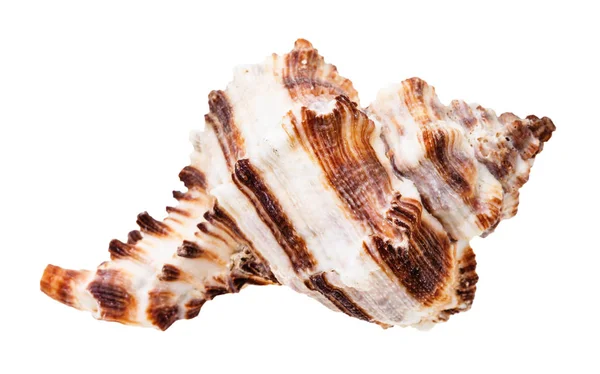 Coquille Rayée Brune Mollusques Muricidés Isolés Sur Fond Blanc — Photo