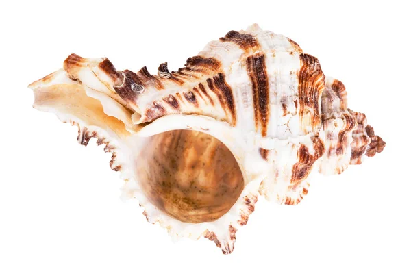Coquille Rayée Brune Vide Mollusques Muricidés Isolés Sur Fond Blanc — Photo