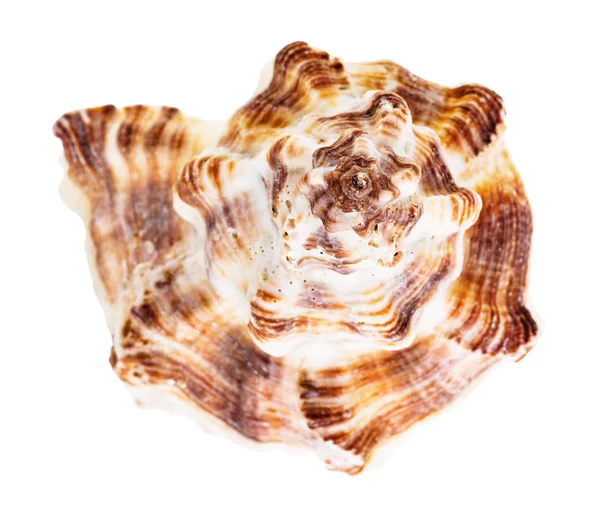Спираль Оболочки Коричневых Muricidae Mollusk Изолированы Белом Фоне — стоковое фото
