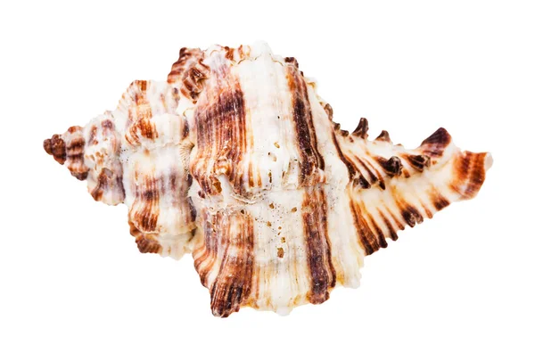 Singola Conchiglia Striata Marrone Mollusco Muricidae Isolato Fondo Bianco — Foto Stock