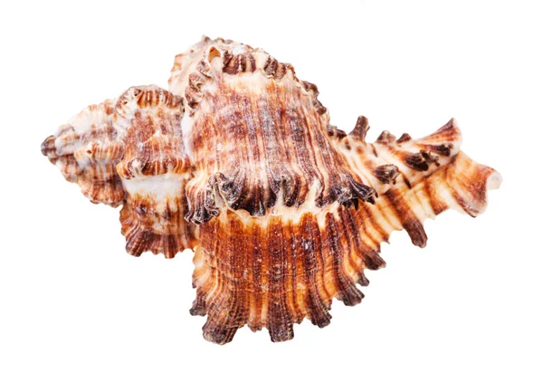 Coquille Mollusque Muricidae Brun Isolé Sur Fond Blanc — Photo