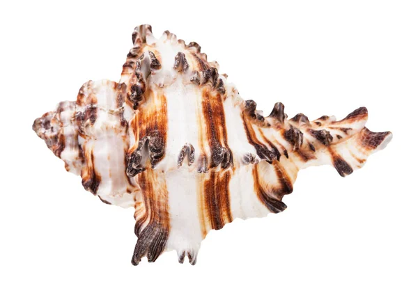 Conchiglia Striata Marrone Mollusco Muricidae Isolato Fondo Bianco — Foto Stock