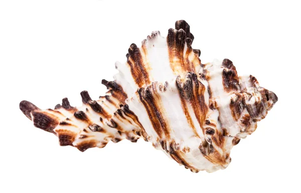 Concha Listrada Marrom Molusco Muricidae Isolado Sobre Fundo Branco — Fotografia de Stock