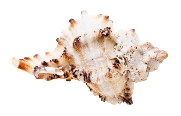 Conchiglia Mollusco Isolata Fondo Bianco — Foto Stock