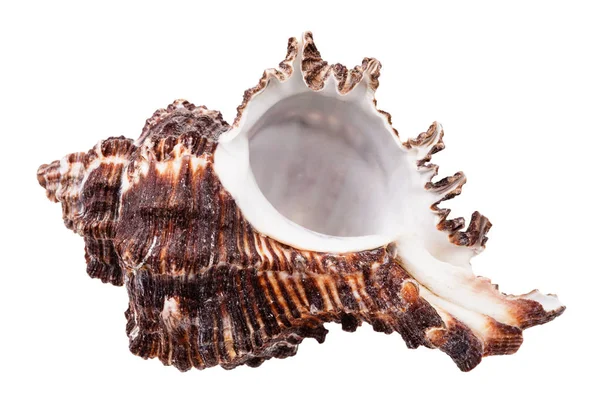 白い背景に孤立した軟体動物の空の暗褐色の貝殻 — ストック写真