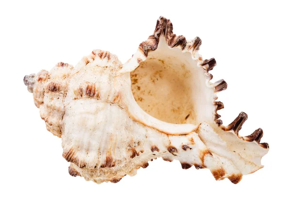 Conchiglia Bianca Vuota Mollusco Isolato Sfondo Bianco — Foto Stock