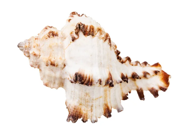 Conchiglia Bianca Mollusco Isolata Fondo Bianco — Foto Stock