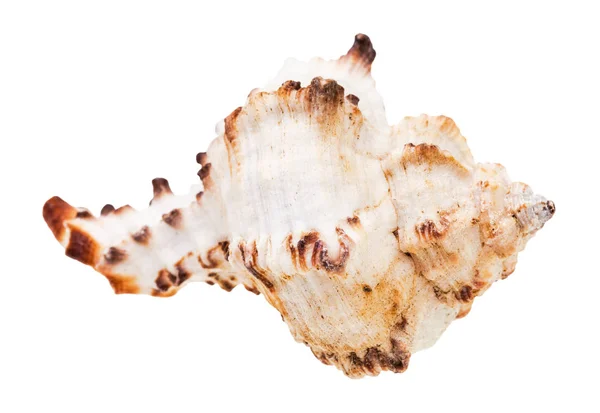 Concha Branca Molusco Isolada Sobre Fundo Branco — Fotografia de Stock