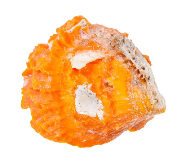 白い背景に隔離された貝の古いオレンジ色の貝殻 — ストック写真