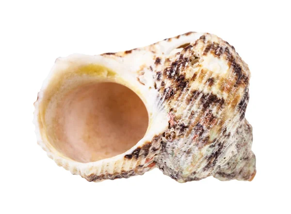 Guscio Vuoto Mollusco Moscerino Isolato Fondo Bianco — Foto Stock