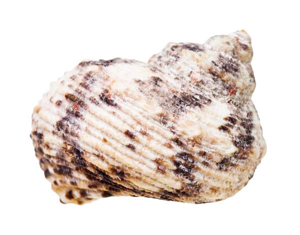 Coquille Mollusque Buccin Isolé Sur Fond Blanc — Photo
