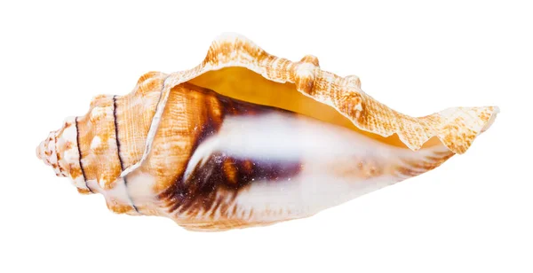 Prázdná Lastura Mořského Šneka Izolované Bílém Pozadí — Stock fotografie