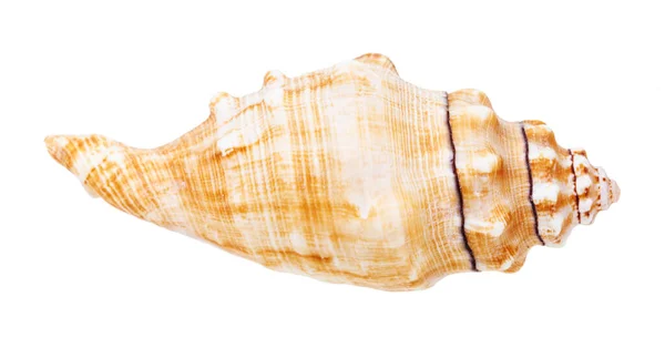 Lastura Mořského Šneka Izolované Bílém Pozadí — Stock fotografie