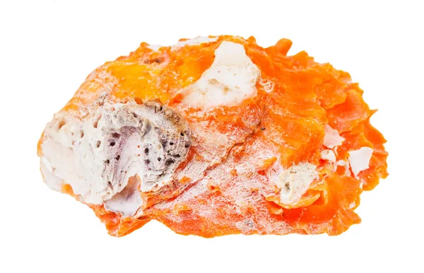 オレンジ色の貝が白い背景に隔離され — ストック写真