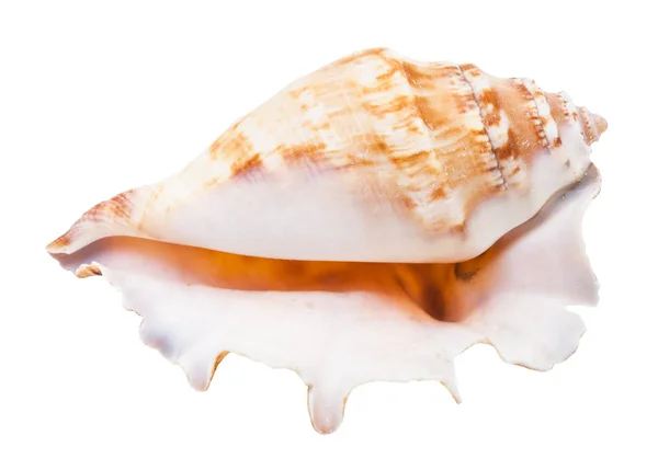 Empty Shell Sea Mollusc Isolated White Background — Stock Photo, Image