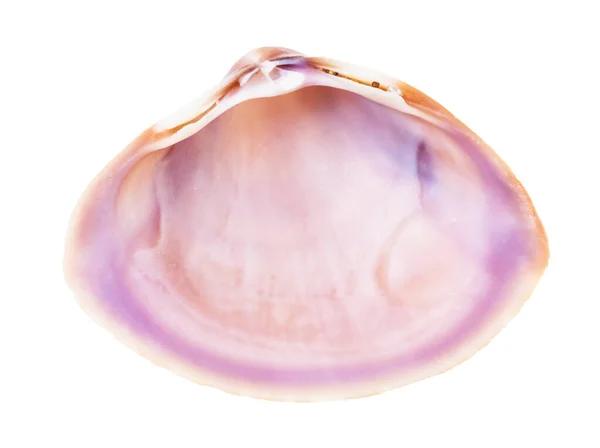 Empty Pink Violet Conch Clam Isolated White Background — Stock Photo, Image